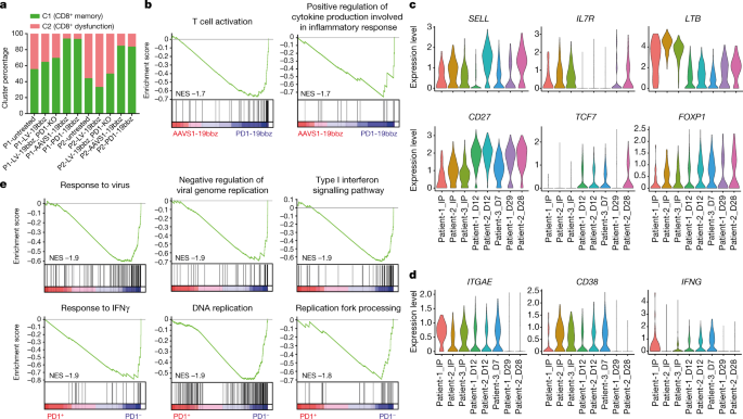 Fig. 4: scRNA-seq analysis of non-viral, PD1-integrated CAR-T cells.