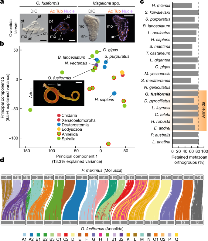 Distinct genomic routes underlie transitions to specialised symbiotic  lifestyles in deep-sea annelid worms