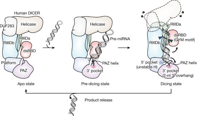 Structure of the human DICER–pre-miRNA complex in a dicing state
