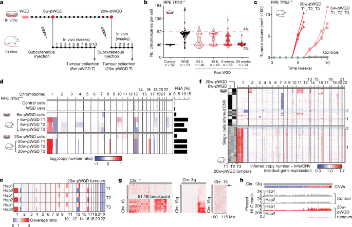 Fig. 4: Chromosomal alterations acquired in tumours after WGD.