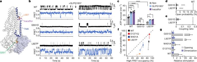 cystic fibrosis and protein synthesis case study figure 4