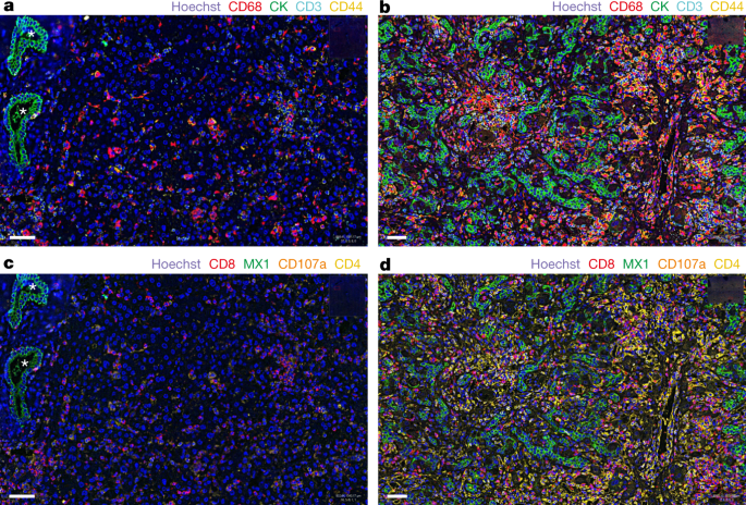 Fig. 4: CODEX analysis of liver tissue.