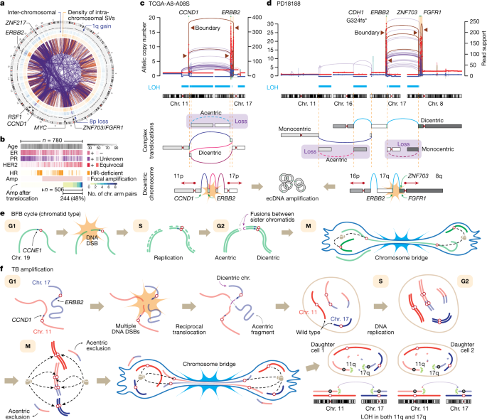 ERα-associated translocations underlie oncogene amplifications in