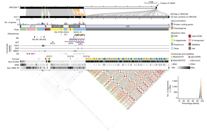 The complete sequence of a human Y chromosome