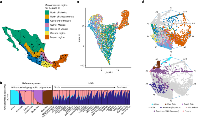 Fig. 1: Mosaic ancestral patterns in the MXB and the genetic diversity within Mexico.