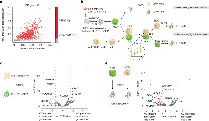Fig. 1: CRISPR screens of NDD genes reveal regulators of human interneuron generation and migration.