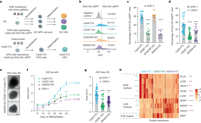 Fig. 2: CSDE1 and SMAD4 regulate human interneuron generation.
