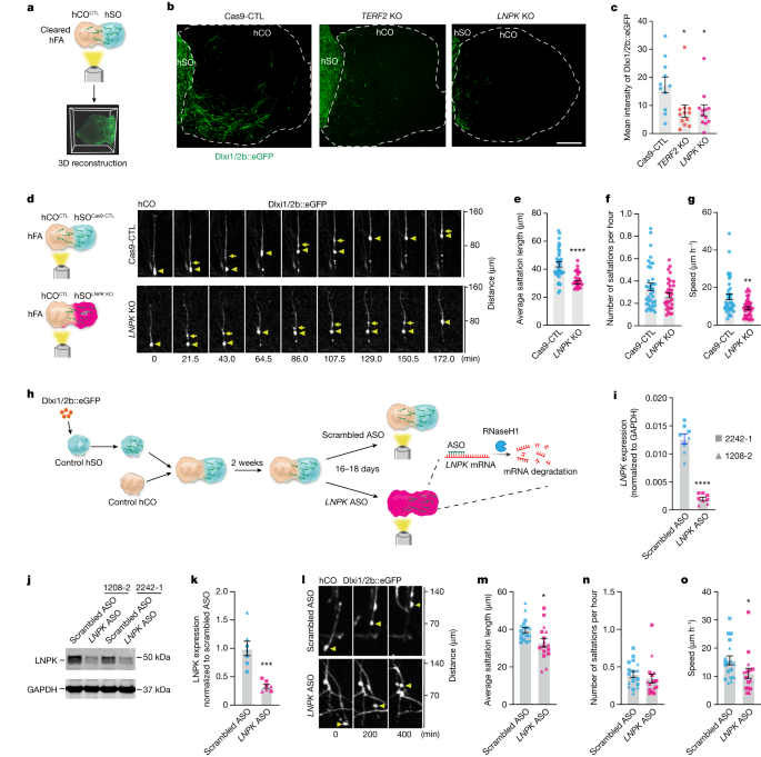 Fig. 3: Deletion of TERF2 and LNPK impairs interneuron migration in hFA.