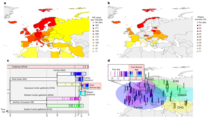 古代のDNAから、ヨーロッパでMSとアルツハイマー病の発症率が高い理由が明らかになる(Ancient DNA reveals reason for high MS and Alzheimer’s rates in Europe)