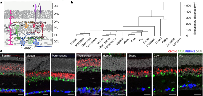 眼の細胞タイプは太古の進化的起源を持つ(Cell types in the eye have ancient evolutionary origins)