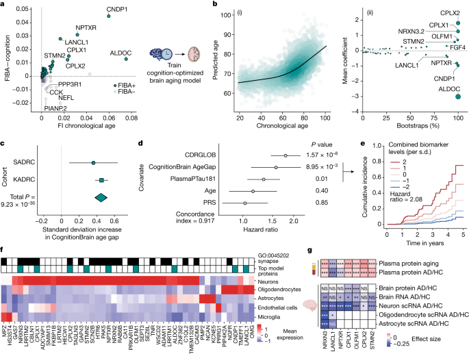 Fig. 3: Brain aging in cognitive decline and AD.