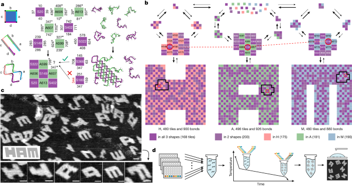 Fig. 2: A multifarious mixture of 917 molecular species that can assemble into three distinct structures from one set of molecules.