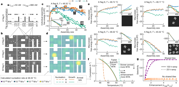 Fig. 3: Theory shows selective nucleation when high-concentration tiles are colocalized in one shape more than in others.