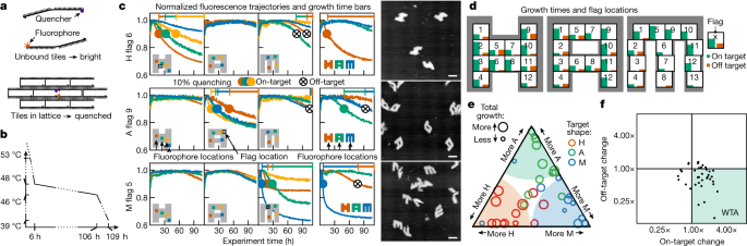 Fig. 4: Selective nucleation in experiments with shape-specific localized concentration patterns of shared tiles.