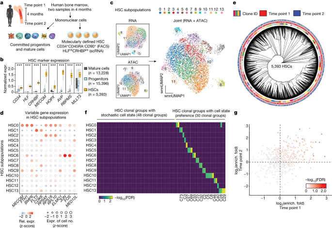 Fig. 3: HSC clonal architecture and clonal-dependent cell-state biases.