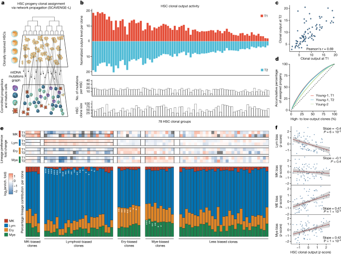 Fig. 4: HSC clonal output activity and lineage biases.