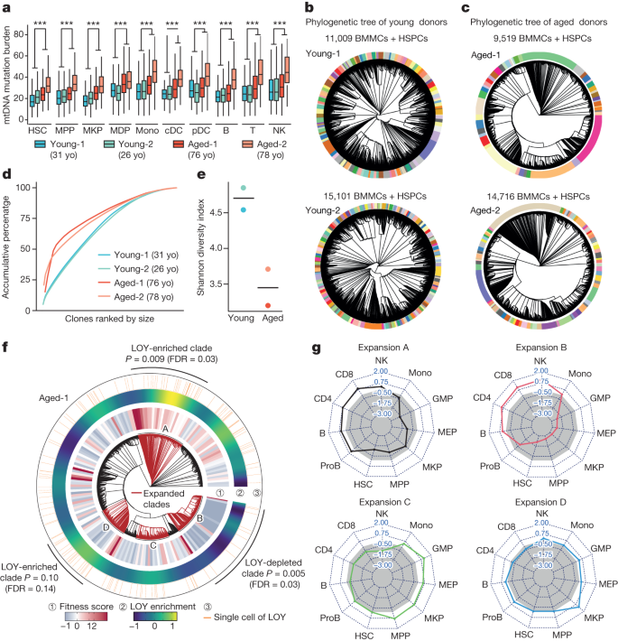 Fig. 5: Clonal structure alterations in human haematopoiesis with ageing.
