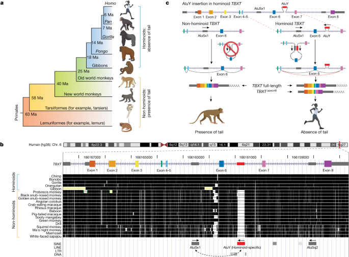[Image: 41586_2024_7095_Fig1_HTML.png]