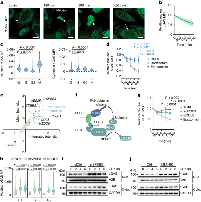 免疫系が体を攻撃しないようにする “スイッチ”(The “switch” that keeps the immune system from attacking the body)