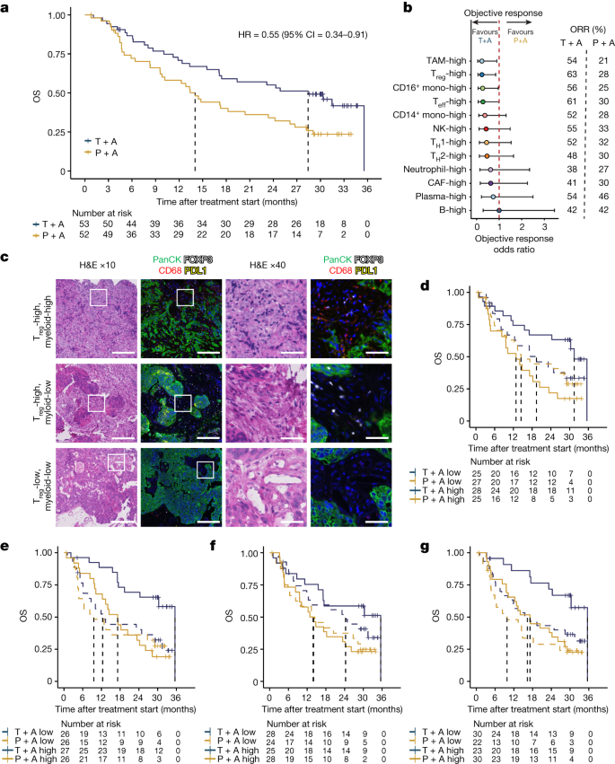 Fig. 1: Intratumoural myeloid and Treg cell content is associated with patient benefit after combination treatment with tiragolumab plus atezolizumab in the CITYSCAPE trial.