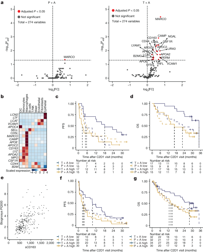 Fig. 2: Treatment with tiragolumab plus atezolizumab leads to increased serum myeloid proteins.