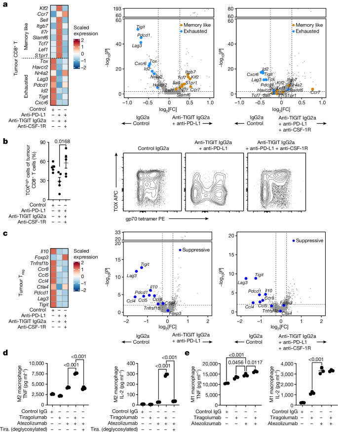 Fig. 6: Macrophages enable modulation of CD8+ T cells by Fc-active anti-TIGIT antibodies in vivo and in vitro.