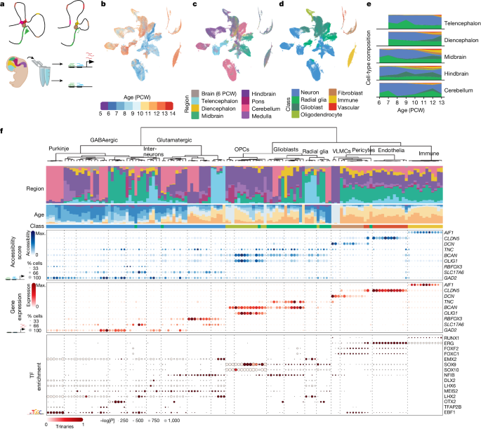 脳の初期遺伝子発達のマッピング(Early genetic development of the brain mapped)