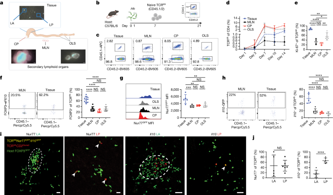 Fig. 1: The LP niche supports the highest production of IL-10 in response to Hh colonization.