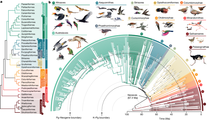 research on evolution of birds figure 1