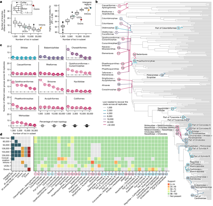 research on evolution of birds figure 3