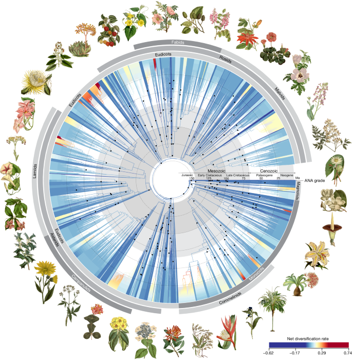 世界的科学チームが明らかにした顕花植物の広大なDNA生命樹(Vast DNA tree of life for flowering plants revealed by global science team)