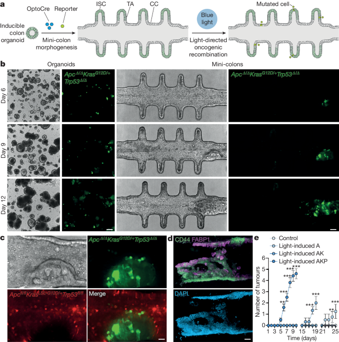 ミニ結腸が大腸がん研究に革命をもたらす(Mini-colons revolutionize colorectal cancer research)