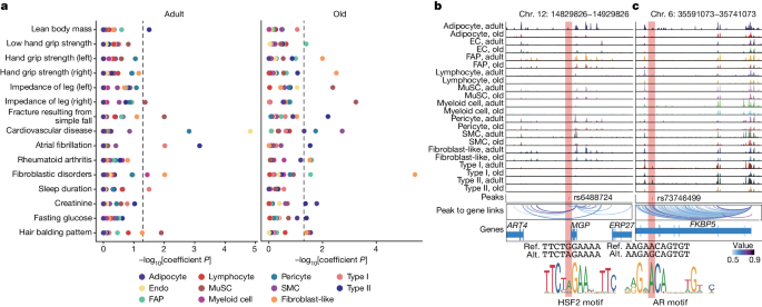new research on muscle growth figure 6