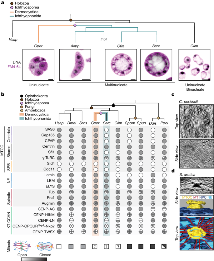 異なる細胞分裂戦略はどのように進化し、なぜ進化するのか(How and why different cell division strategies evolve)