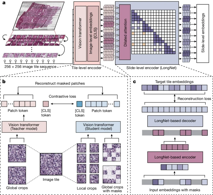 Image for A Whole-Slide Foundation Model for Digital Pathology from Real-World Data