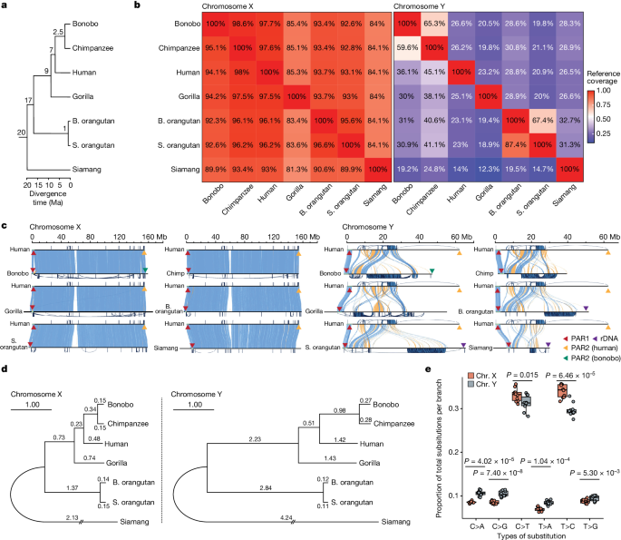 現存する類人猿のX染色体とY染色体の完全な配列を決定(Complete X and Y chromosome sequences of living great ape species determined)