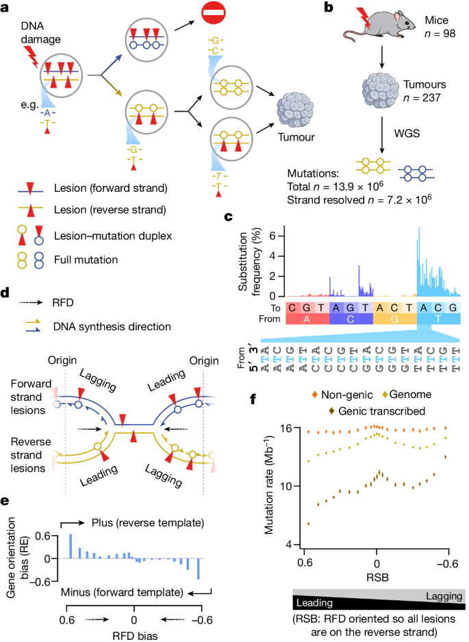 Fig. 1: Apparent replication-associated mutational asymmetry can be explained by transcription coupled repair.