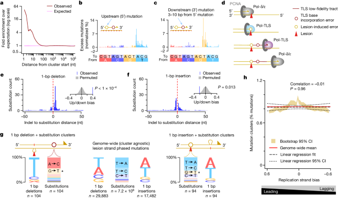 Fig. 2: Translesion synthesis drives collateral mutagenesis on both the leading and the lagging strands.
