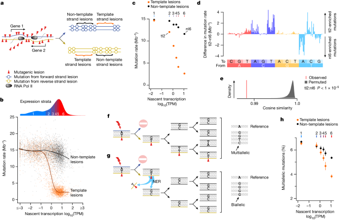 Fig. 3: Multiallelic variation demonstrates transcription-associated repair of the non-template DNA strand.