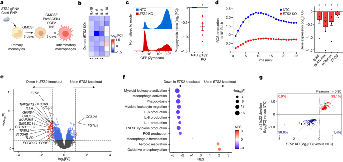 what is data transcription in research figure 2