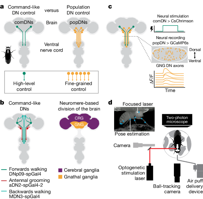 ミバエの脳が示す、単純な命令が複雑な行動に変わる仕組み(Fruit fly brain shows how simple commands turn into complex behaviors)