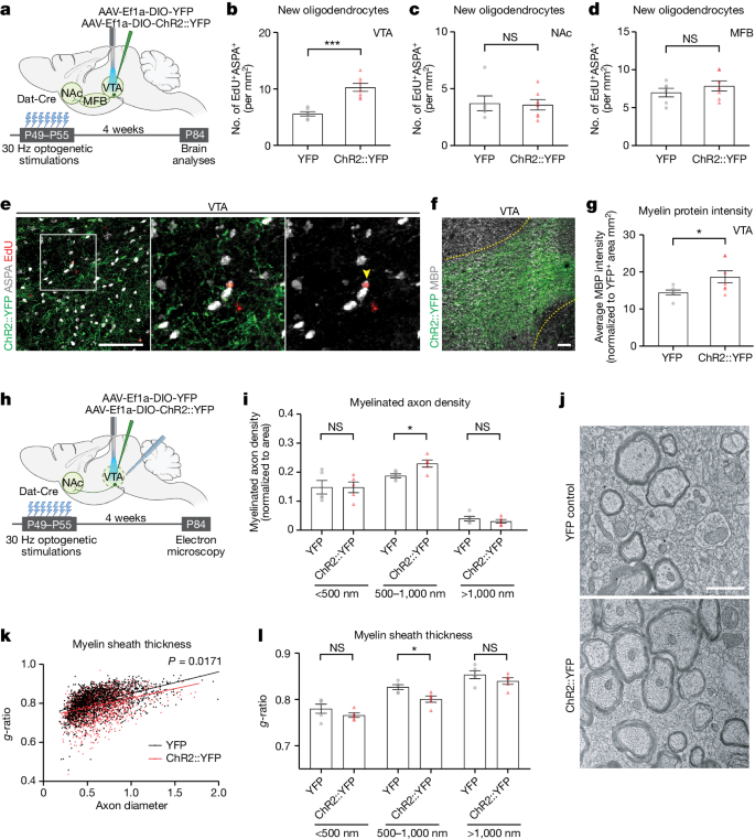 Myelin plasticity in the ventral tegmental area is required for opioid reward | Nature da-form-5913-fill-out-sign-online-and-download-fillable-pdf-templateroller