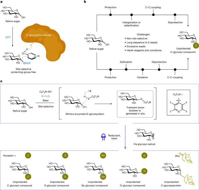 自然からヒントを得た新しいアプローチで安定した糖化合物の合成を促進(Boosting the synthesis of stable sugar compounds with a novel nature-inspired approach) 自然からヒントを得た新しいアプローチで安定した糖化合物の合成を促進(Boosting the synthesis of stable sugar compounds with a novel nature-inspired approach)