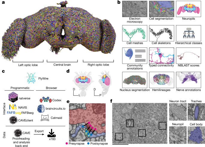 (ハエの)脳全体をマッピングする: ヒトの脳の病気解明への一歩(Mapping an entire (fly) brain: A step toward understanding diseases of the human brain) (ハエの)脳全体をマッピングする: ヒトの脳の病気解明への一歩(Mapping an entire (fly) brain: A step toward understanding diseases of the human brain)