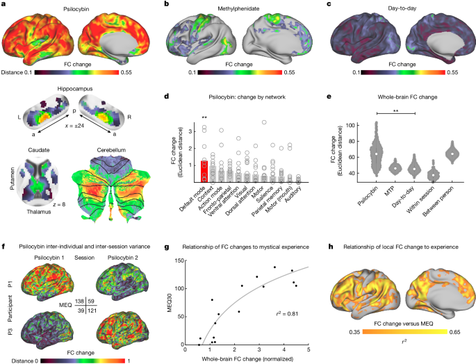 シロシビンは脳内ネットワークを破壊することによってサイケデリックな体験を生み出す(Psilocybin generates psychedelic experience by disrupting brain network)