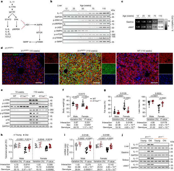 炎症性タンパク質の働きを止めるとマウスの健康寿命が延びる(Turning off inflammatory protein extends healthy lifespan in mice)