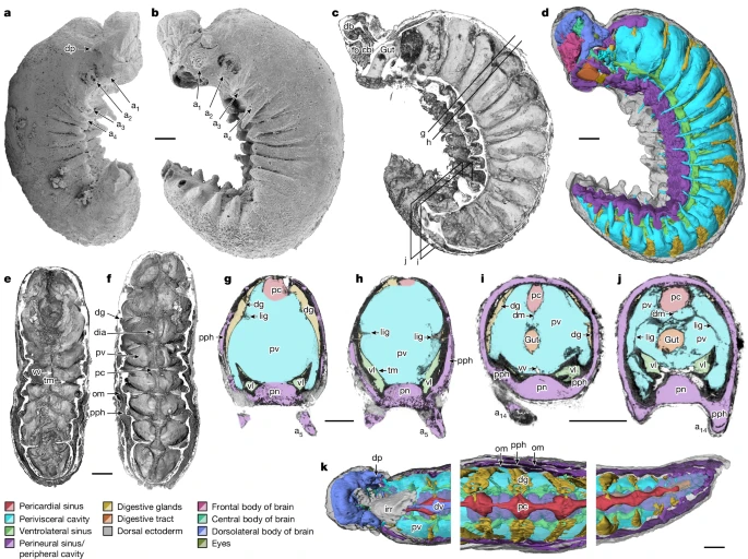 YKLP 12387. a, External scanning electron microscopy, right side. Damage to posterior epidermis exposes lining of perivisceral cavity, demonstrating blind gut. b, External scanning electron microscopy, left side. c,g–j, Median virtual dissection from X-ray computed tomography (XCT) data (c), showing location of transverse slices intersecting digestive glands (g,i) and transverse membrane (h,j). d, Semi-manual segmentation of internal chambers from XCT data, viewed from the left side. Dorsolateral aspects of the peripheral cavity are omitted for clarity. e,f, Virtual dissection parallel to coronal plane, looking ventrally (e) and dorsally (f), showing digestive glands, pericardial sinus, transverse membranes within perivisceral cavity, and oblique membranes within peripheral cavity. g–j, XCT sections at positions indicated in c at position of digestive glands (g,i) and at position of ventrolateral lacunae and transverse membrane (h,j). g,h, Sections close to the anterior trunk, reflecting segments at late developmental stage. i,j, Sections close to the posterior trunk, showing superior preservation of internal tissue. k, Segmentation of internal chambers from XCT data, viewed from the dorsal perspective at anterior, middle and posterior trunk. Aspects of peripheral cavity are omitted for clarity. a, appendage; cb, central body of brain; db, dorsolateral body of brain; dia, diagenetic grain; dg, digestive gland; dm, dorsal membrane; dp, dorsal projection; dv, dorsal vessel; fb, frontal body of brain; irr, irregular chamber; lig, ligament; om, oblique membrane; pc, pericardial sinus; pph, peripheral cavity; pn, perineural sinus; pv, perivisceral cavity; tm, transverse membrane; vl, ventrolateral sinus; vv, ventral vessel. Scale bars, 200 μm.