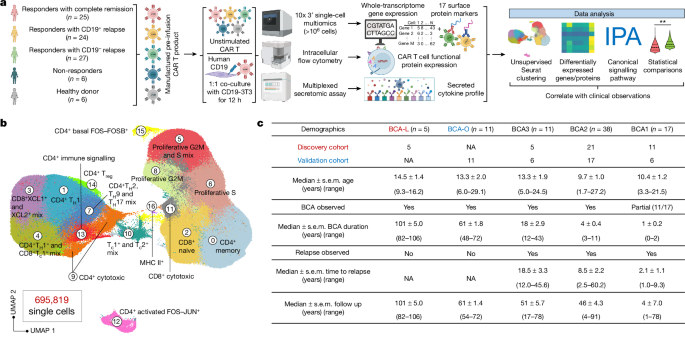 予期せぬ免疫反応が癌の長期寛解の鍵を握っているかもしれない(Unexpected immune response may hold key to long-term cancer remission)