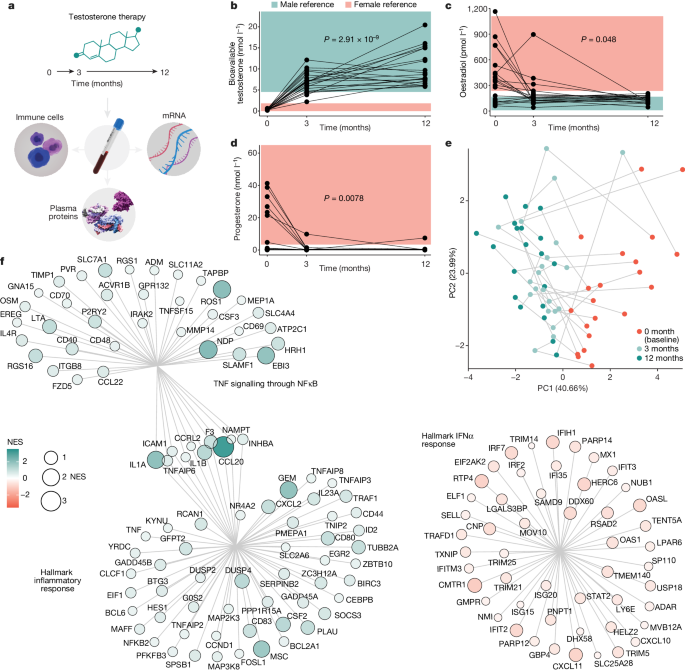 男女の免疫システムの違いを説明する新しい研究(New research explains differences between men’s and women’s immune systems)