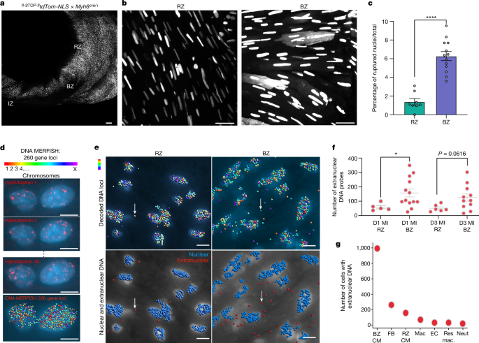 Fig. 4: Nuclear rupture and extranuclear DNA are found in load-bearing cells of the infarct BZ in vivo.